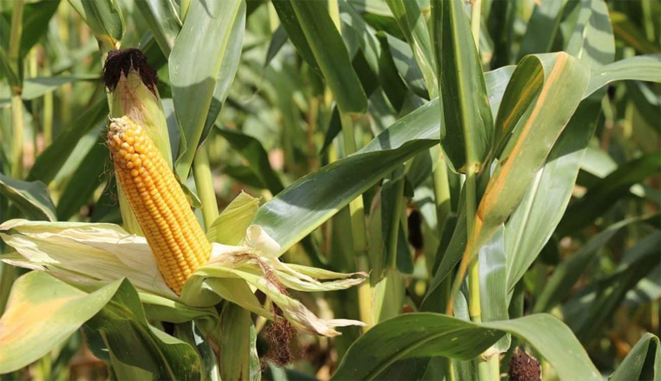 L’Office National des Aliments pour Bétail modifie les prix du maïs fourrager.