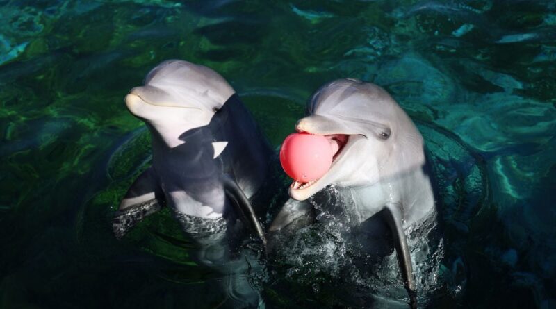 Marineland : Début du transfert de huit dauphins, un « scandale d’Etat » selon les associations