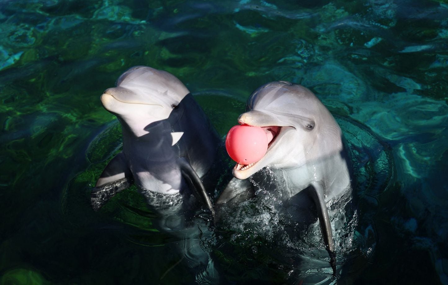 Marineland : Début du transfert de huit dauphins, un « scandale d’Etat » selon les associations