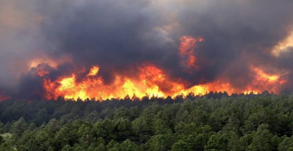 Nabeul : 10 départs de feu maîtrisés, 15 hectares ravagés à Aïn Kemicha
