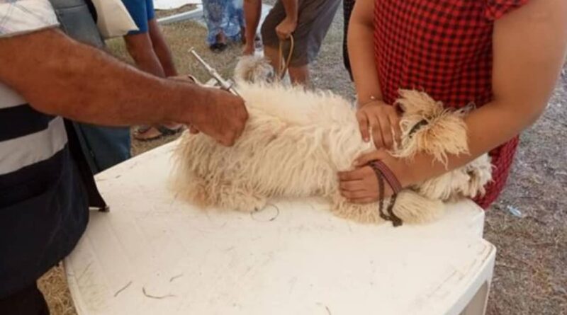 Nabeul : 120 animaux vaccinés contre la rage à Soliman