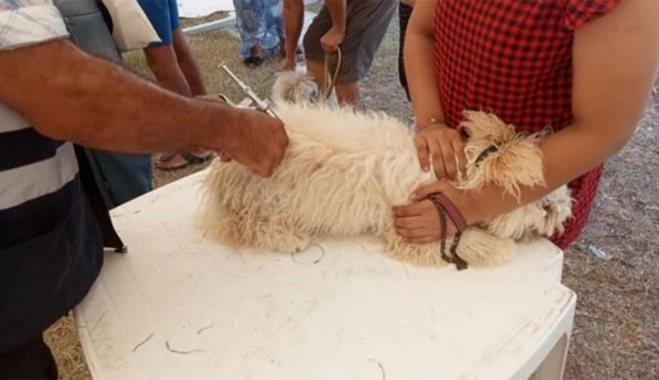 Nabeul : 120 animaux vaccinés contre la rage à Soliman
