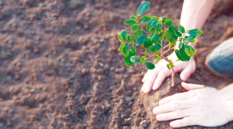 « Nous plantons l’avenir » : 100 000 arbres à planter en novembre 2024.