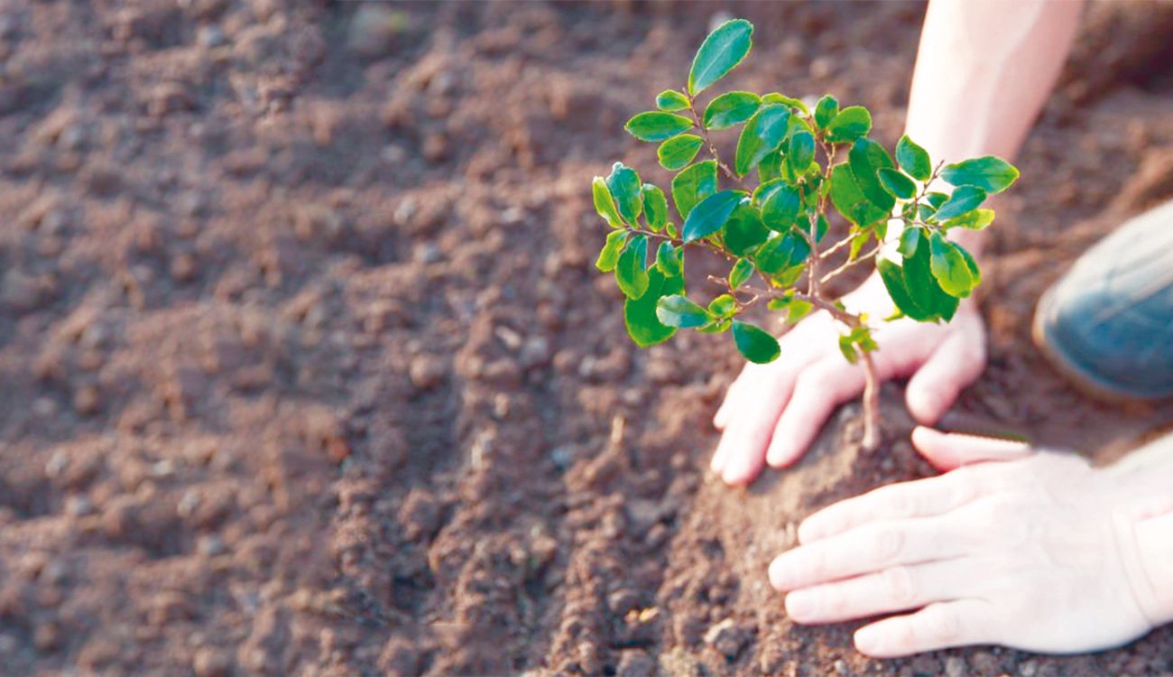 « Nous plantons l’avenir » : 100 000 arbres à planter en novembre 2024.