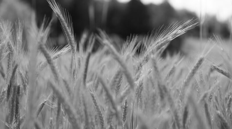 Phosphates : OCP se rend au Japon pour sécuriser Tokyo