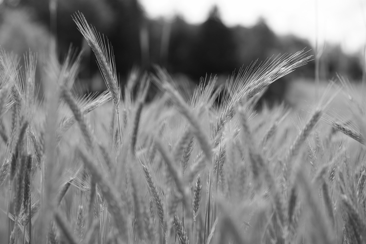 Phosphates : OCP se rend au Japon pour sécuriser Tokyo