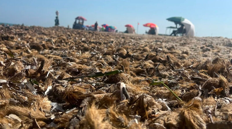 Photo du jour : la posidonie envahit les plages du Cap Bon.