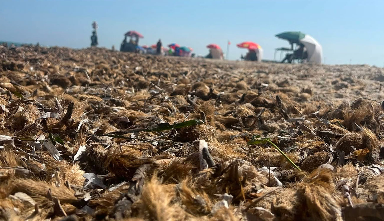 Photo du jour : la posidonie envahit les plages du Cap Bon.