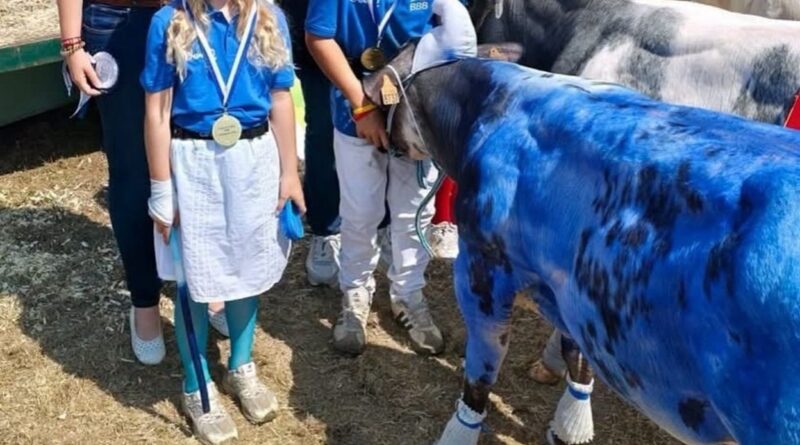 Polémique autour de photos de bovins peints à la Foire de Libramont