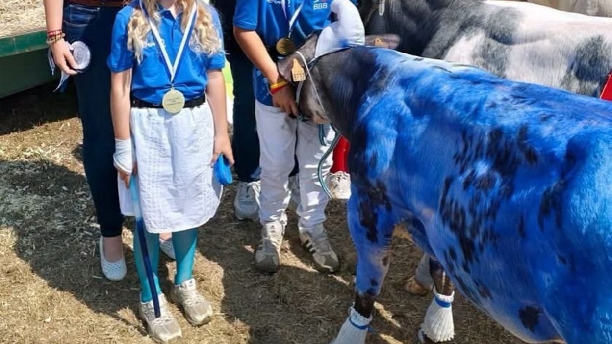 Polémique autour de photos de bovins peints à la Foire de Libramont