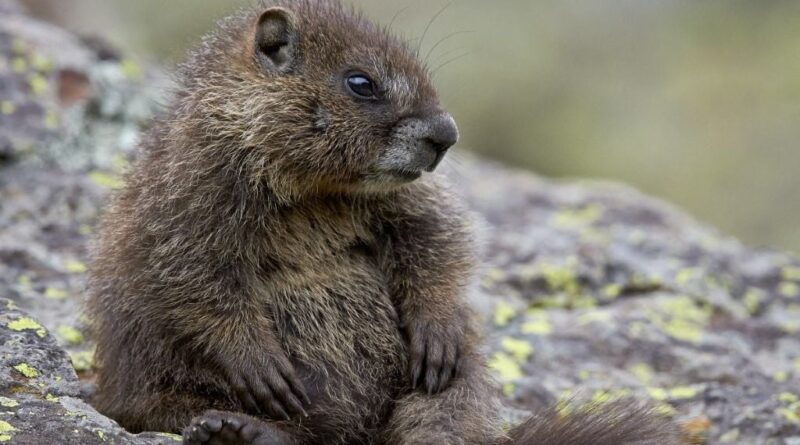Pourquoi une marmotte n’a-t-elle pas de compte Onlyfans ?