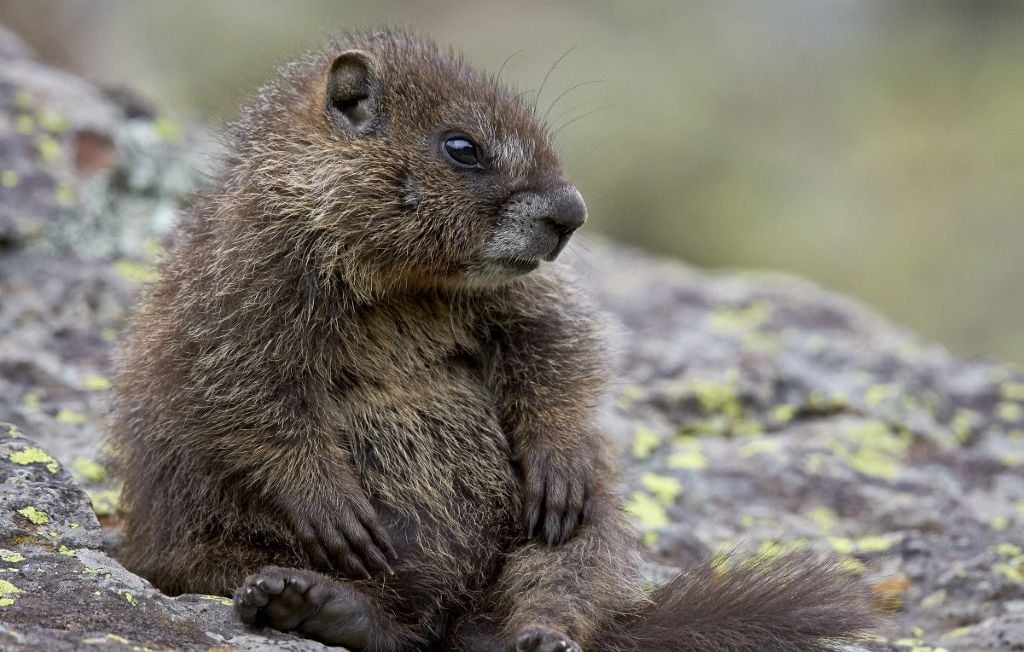 Pourquoi une marmotte n’a-t-elle pas de compte Onlyfans ?