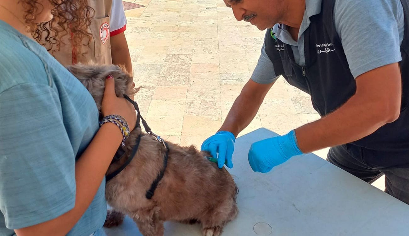 Rage animale : un fléau de retour menaçant la santé publique