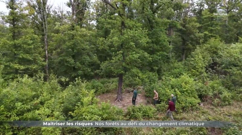 Réchauffement climatique et feux de forêts : attentes pour la Belgique ?