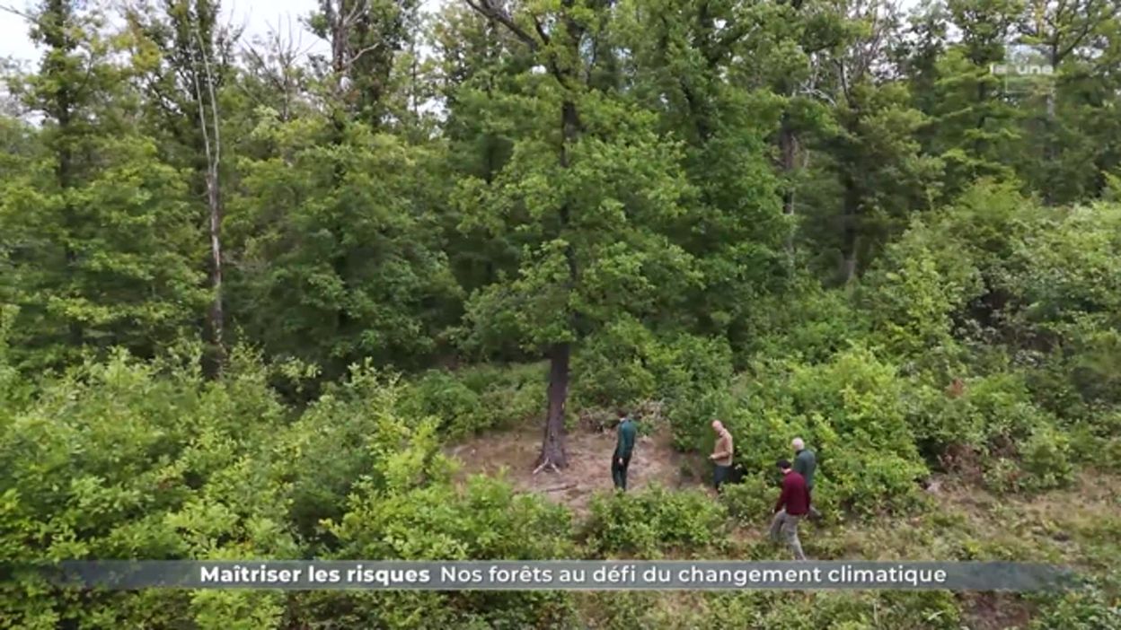 Réchauffement climatique et feux de forêts : attentes pour la Belgique ?