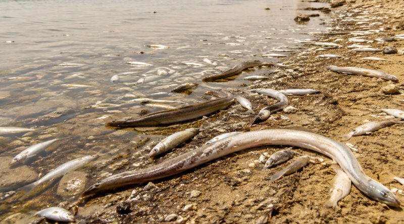 Sfax : mortalité de poissons constatée sur les côtes de Louata