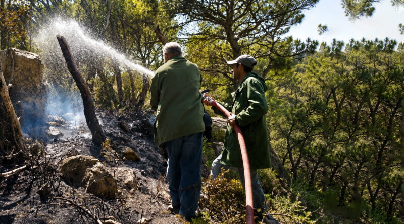 Siliana : incendie de forêt maîtrisé à Kesra