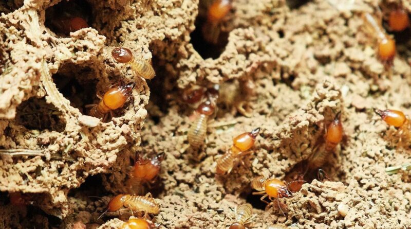 Thaïlande : 26.000 euros dans un coffre-fort mangés par des termites