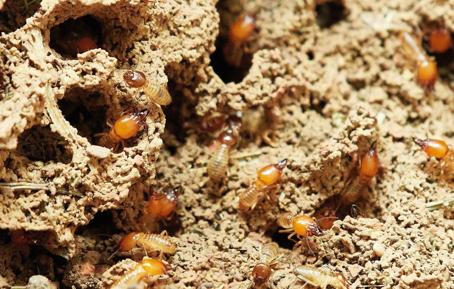 Thaïlande : 26.000 euros dans un coffre-fort mangés par des termites