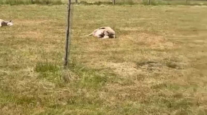 Un loup décime 26 brebis à L'Église, le bourgmestre est inquiet.