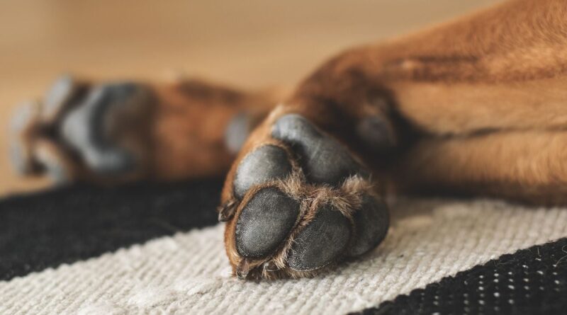 Un maître-chien laisse deux chiens morts dans sa voiture sept heures.