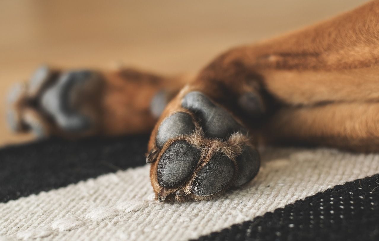 Un maître-chien laisse deux chiens morts dans sa voiture sept heures.