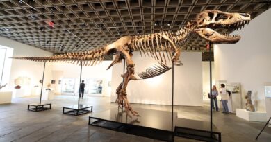Un T-Rex vendu 50 millions de dollars à New York, un record