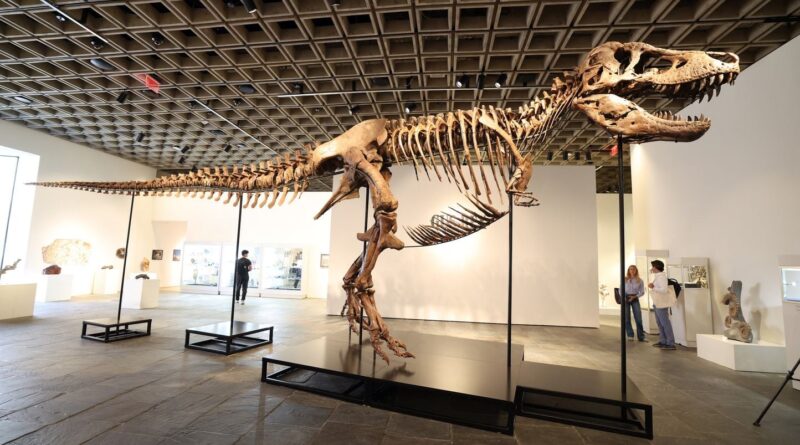 Un T-Rex vendu 50 millions de dollars à New York, un record