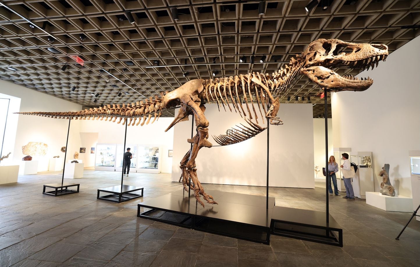 Un T-Rex vendu 50 millions de dollars à New York, un record