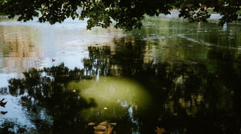 Vagues de chaleur : les algues bleues menacent nos baignades en eau douce ?