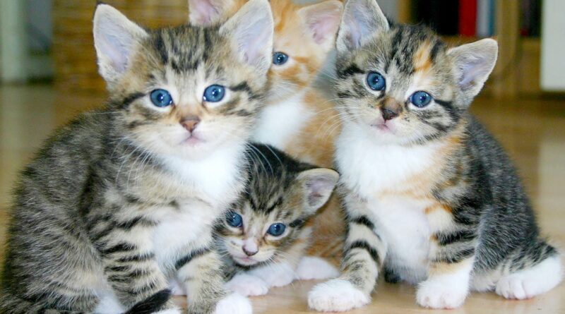 « 20 Minutes » lance une nouvelle rubrique sur les animaux de compagnie : chat, chien, perruche…