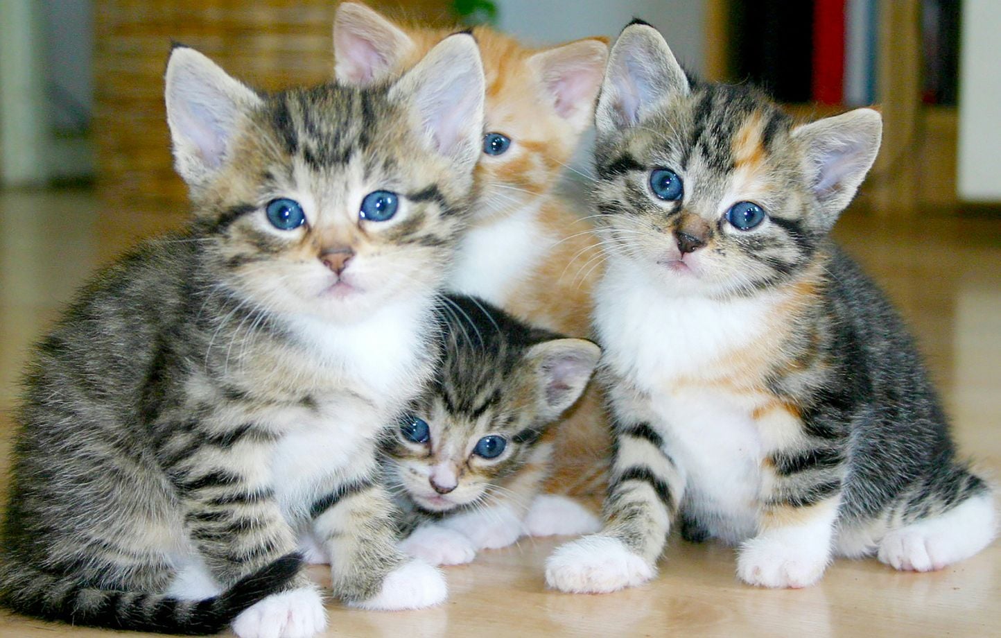 « 20 Minutes » lance une nouvelle rubrique sur les animaux de compagnie : chat, chien, perruche…