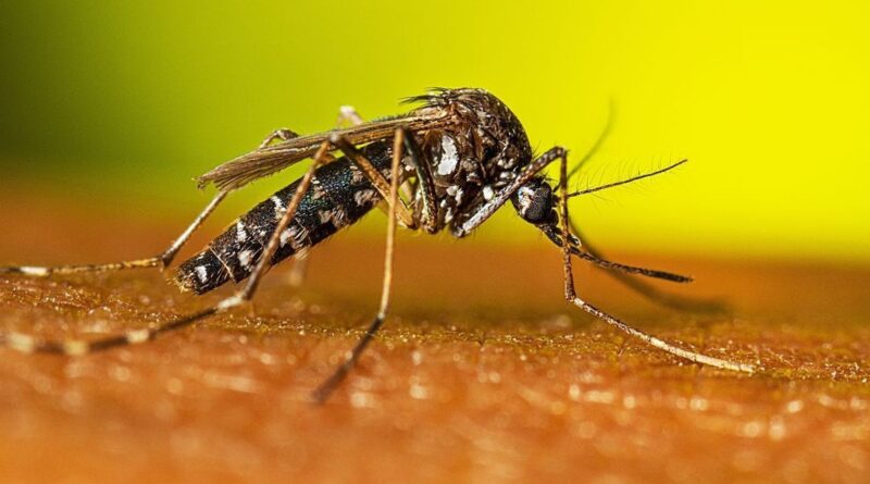 241 personnes infectées par le virus du Nil occidental en Europe