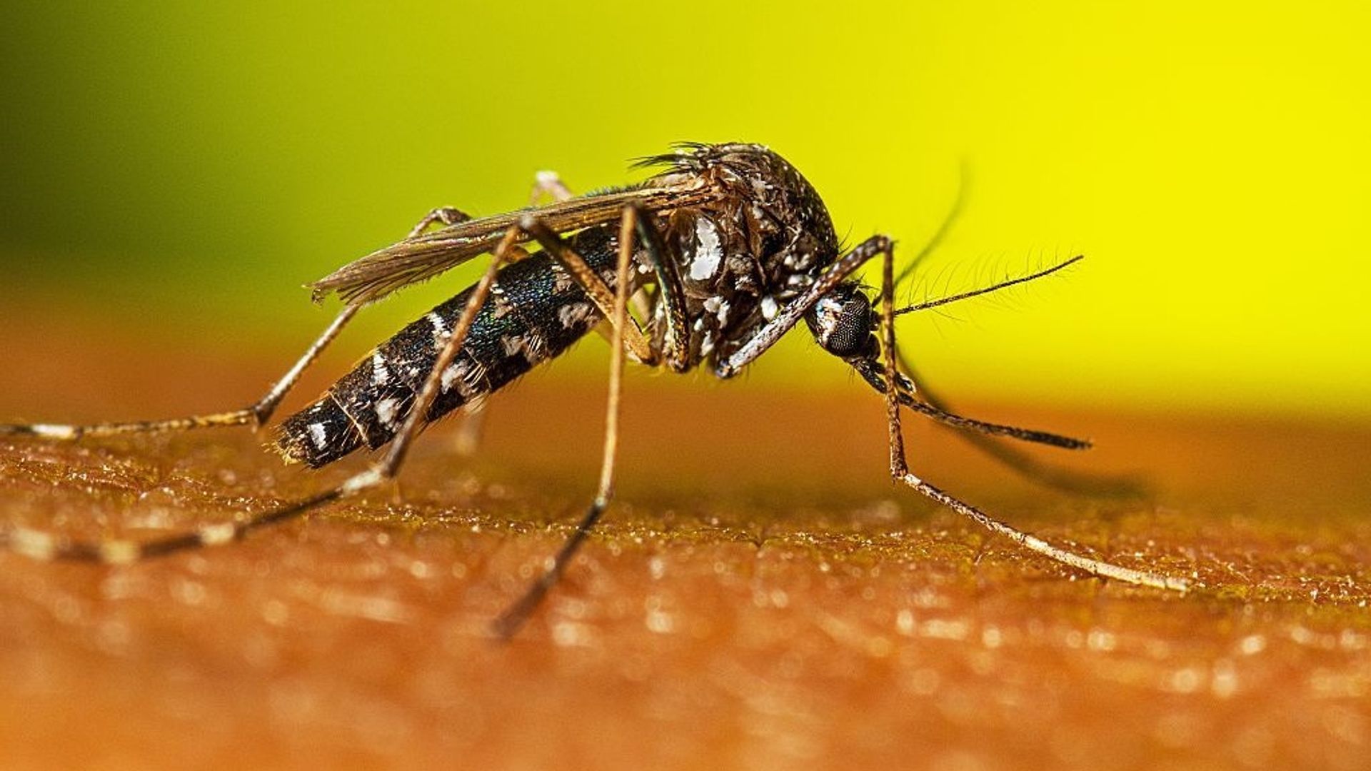 241 personnes infectées par le virus du Nil occidental en Europe