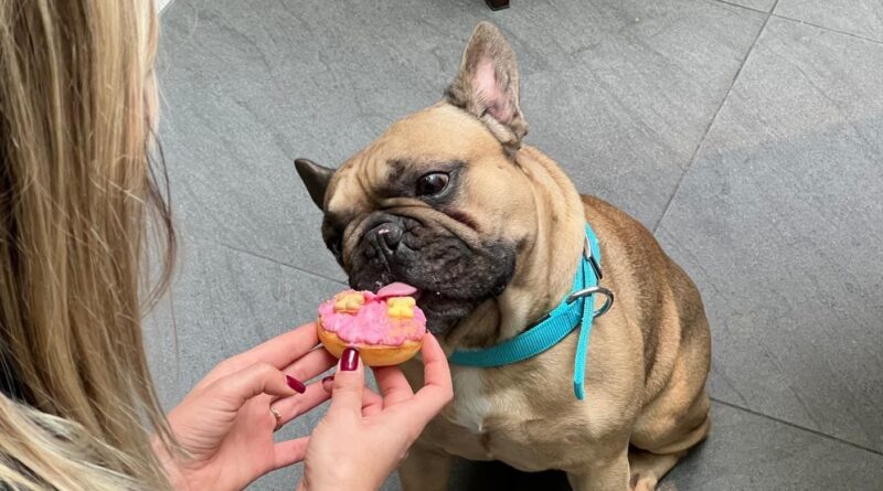 « À Paris, les hôtels s’adaptent aux chiens : admission en ascenseur »
