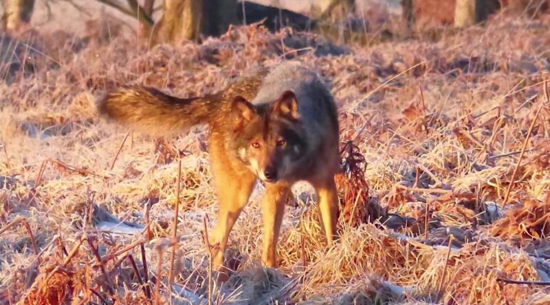 Akéla, 1er loup réinstallé en Belgique, est mort en Allemagne.