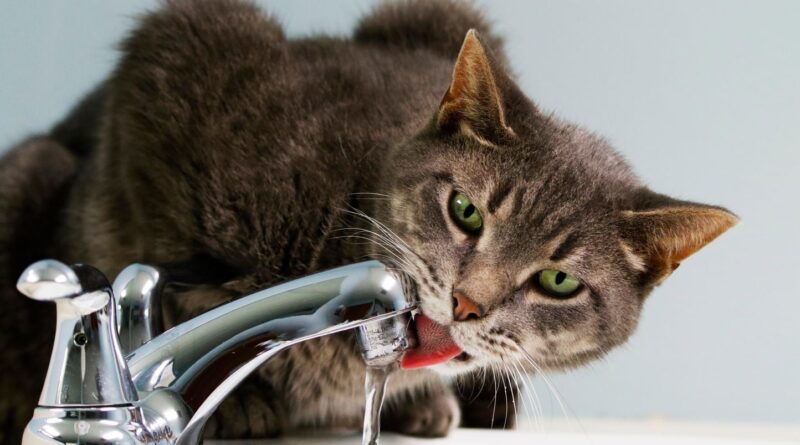 Allemagne : Un chat inonde un appartement en ouvrant un robinet.