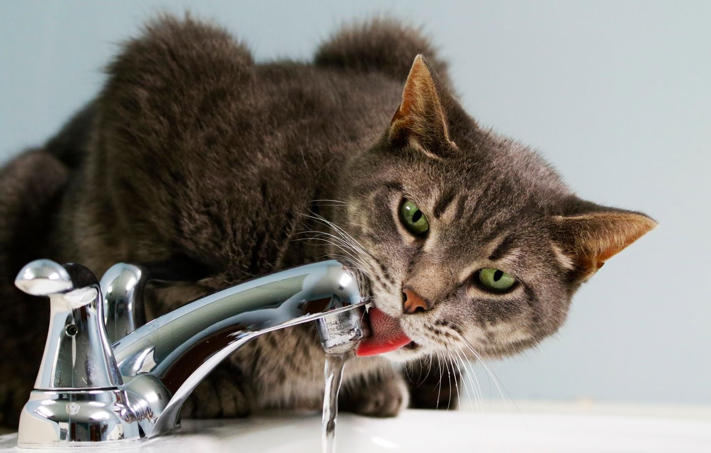 Allemagne : Un chat inonde un appartement en ouvrant un robinet.