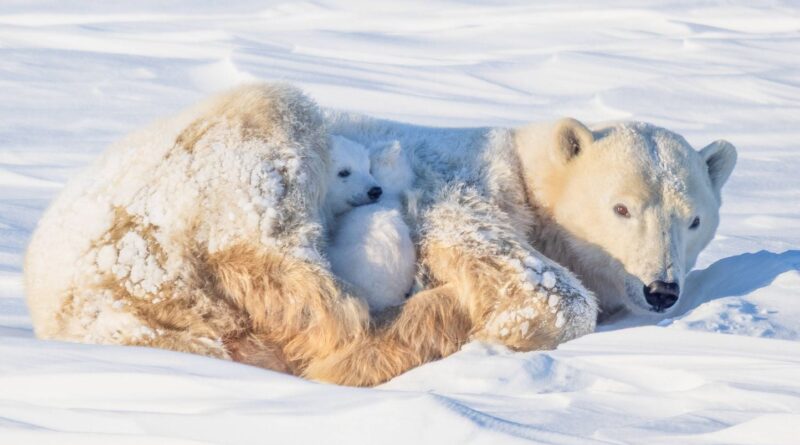 Arctique : Amende lourde pour avoir réveillé un ours avec une corne de brume