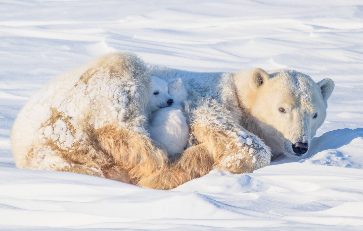 Arctique : Amende lourde pour avoir réveillé un ours avec une corne de brume