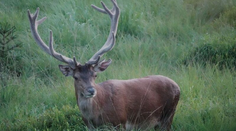 Au cœur de l’été, les cerfs se déshabillent : le velours cède à une nouvelle parure.