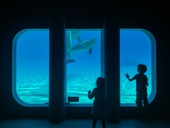 Beauval renonce : avenir des 19 dauphins captifs français incertain.