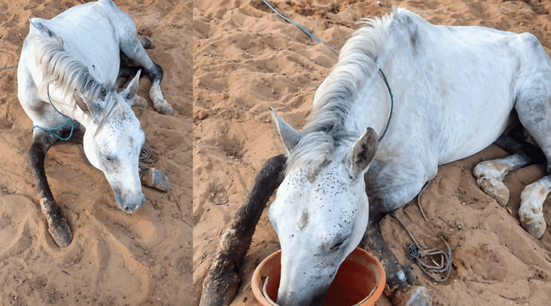 Bouhajla : le calvaire d’un cheval et de son propriétaire, une jambe en miettes