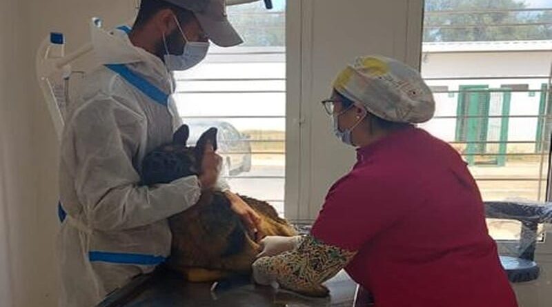 Campagne gratuite de vaccination contre la rage pour chiens et chats en septembre.