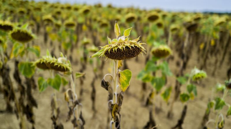 Canicule : 16 départements du sud-est de la France en vigilance orange