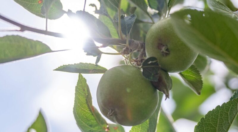 Canicule : « Les arbres ont soif en permanence »… Risque de pénurie de pommes cet été ?