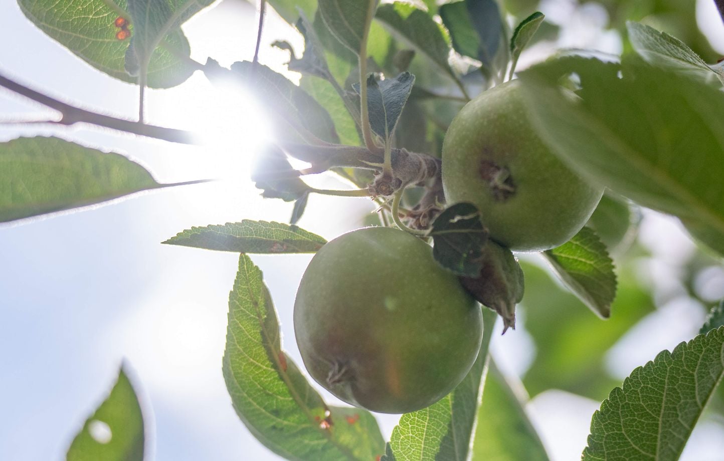 Canicule : « Les arbres ont soif en permanence »… Risque de pénurie de pommes cet été ?