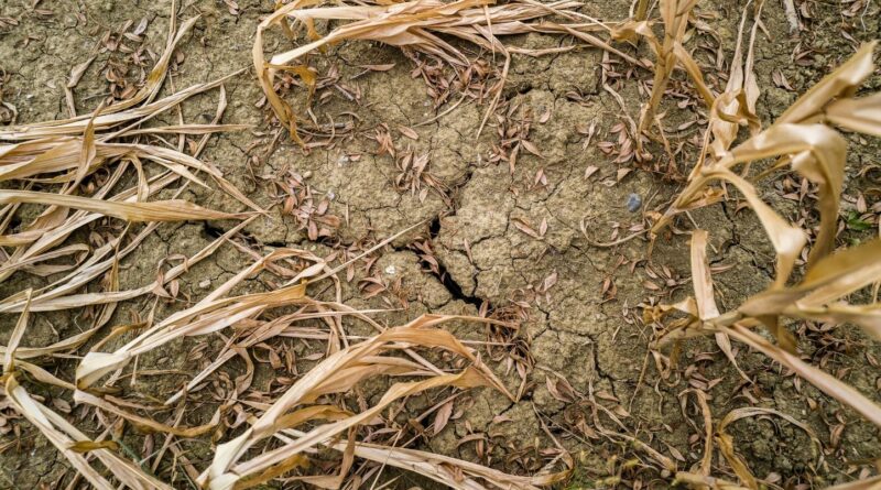 Canicule, sécheresse, incendies : l'agriculture demande des « milliards d'euros » pour les dégâts