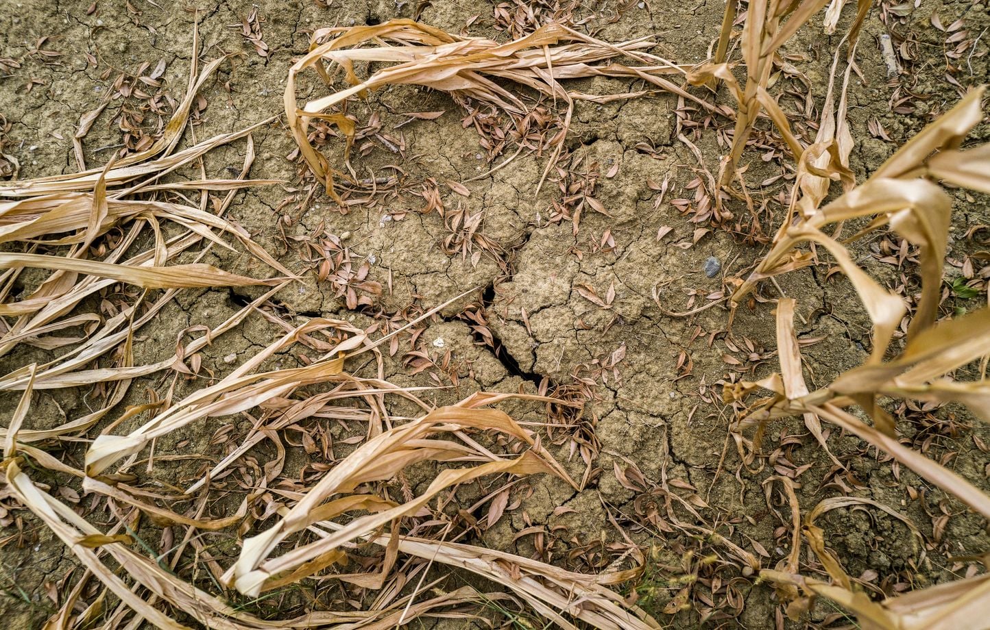 Canicule, sécheresse, incendies : l'agriculture demande des « milliards d'euros » pour les dégâts