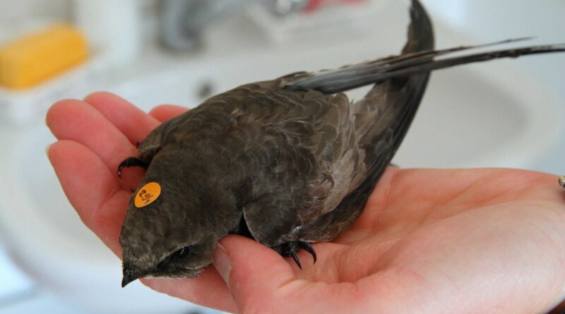 Canicules : Hérissons, renards et oiseaux asphyxiés par la chaleur, refuges en souffrance